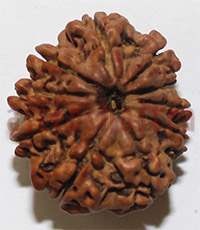 10 mukhi 26942 23.2mm